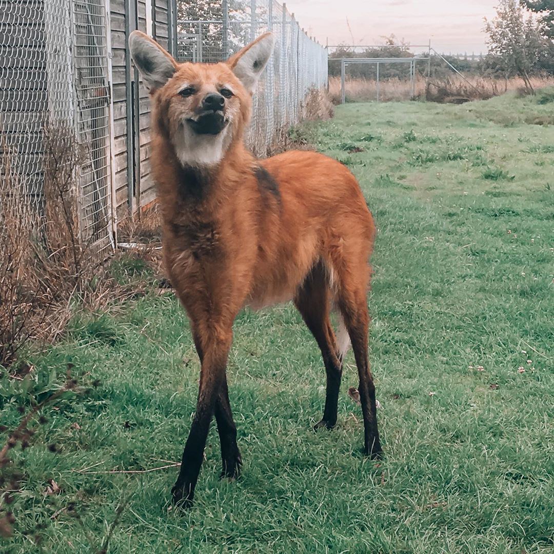 Picture of a maned wolf