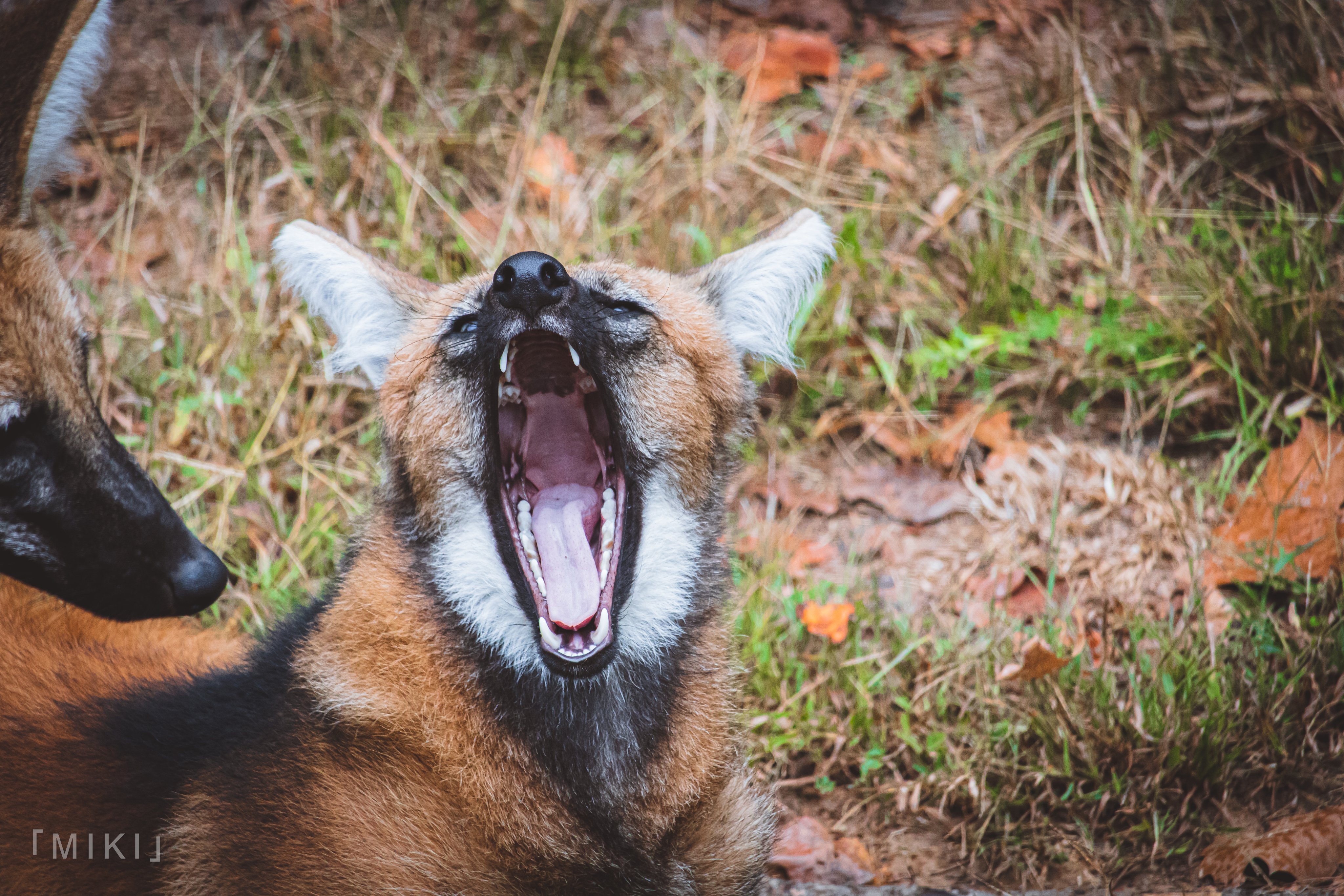 Picture of a maned wolf