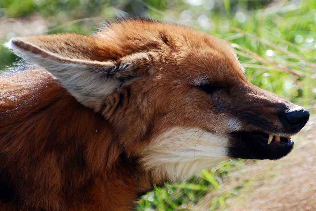 Picture of a maned wolf