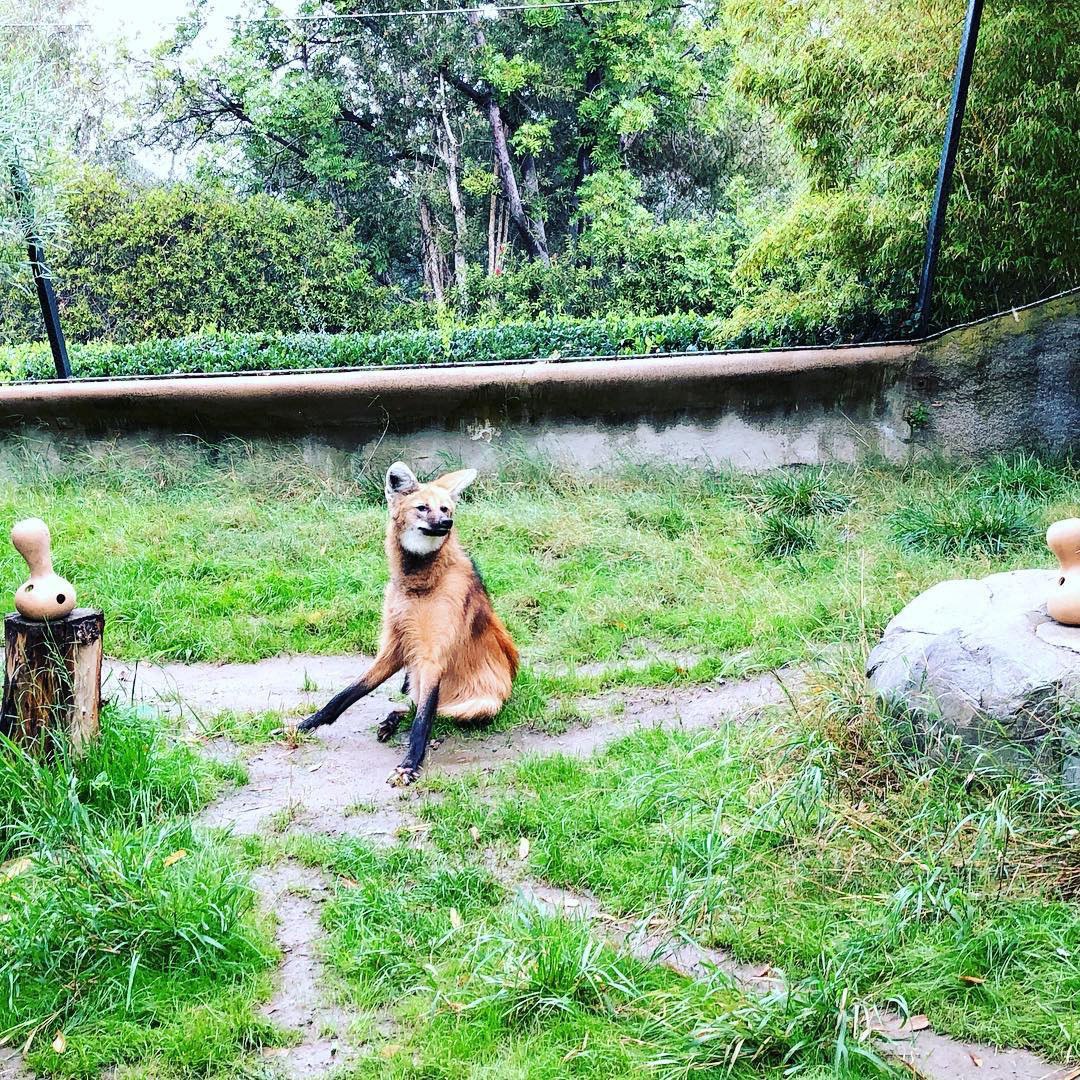 Picture of a maned wolf