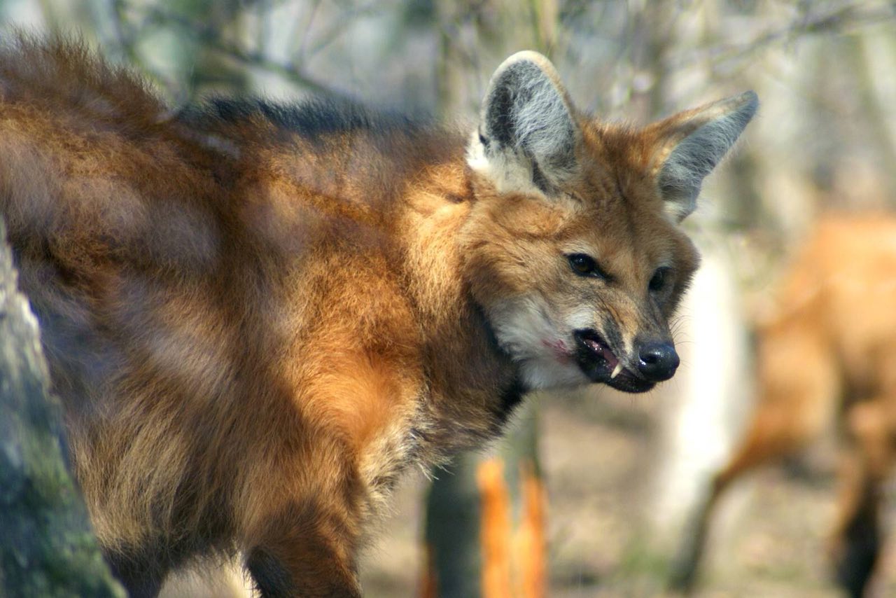 Picture of a maned wolf