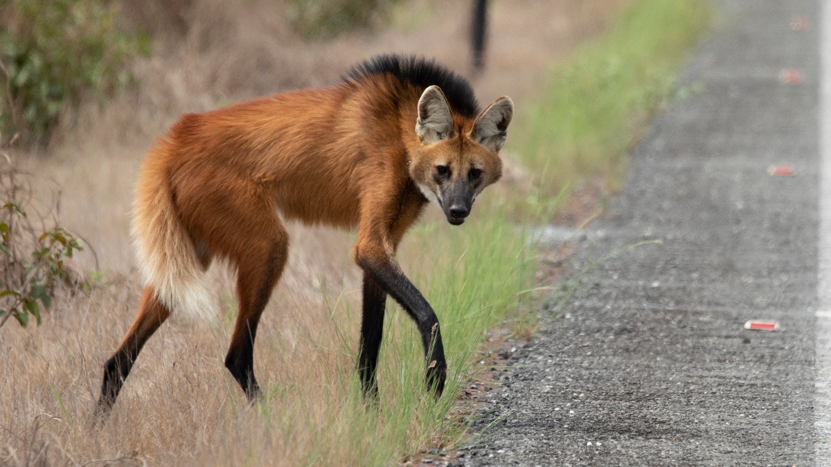 Picture of a maned wolf