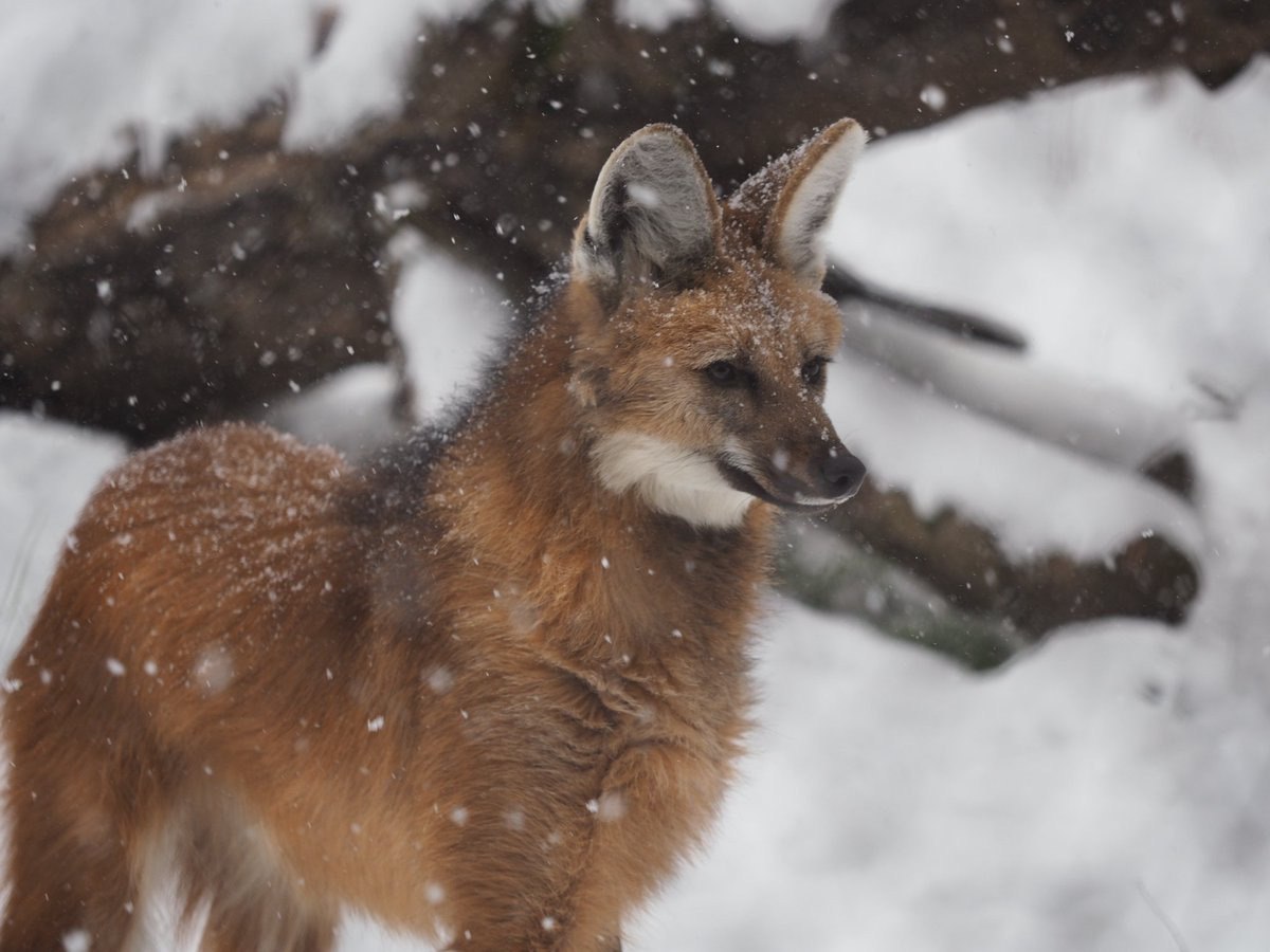 Picture of a maned wolf