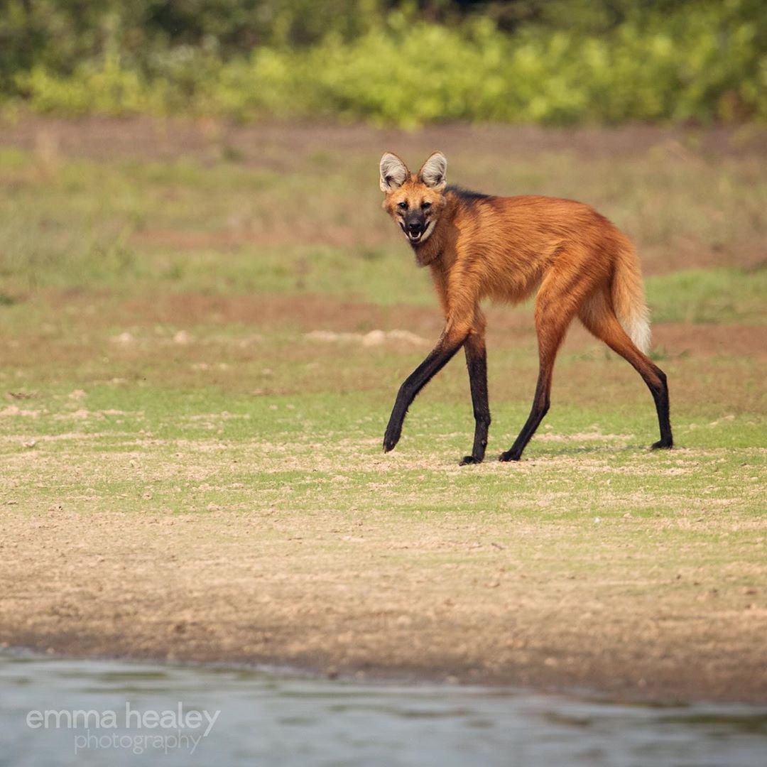 Picture of a maned wolf
