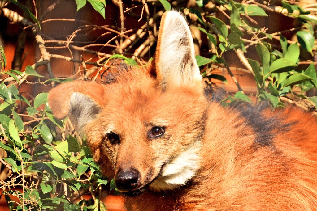 Picture of a maned wolf