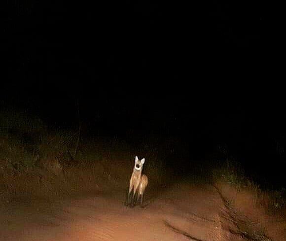 Picture of a maned wolf