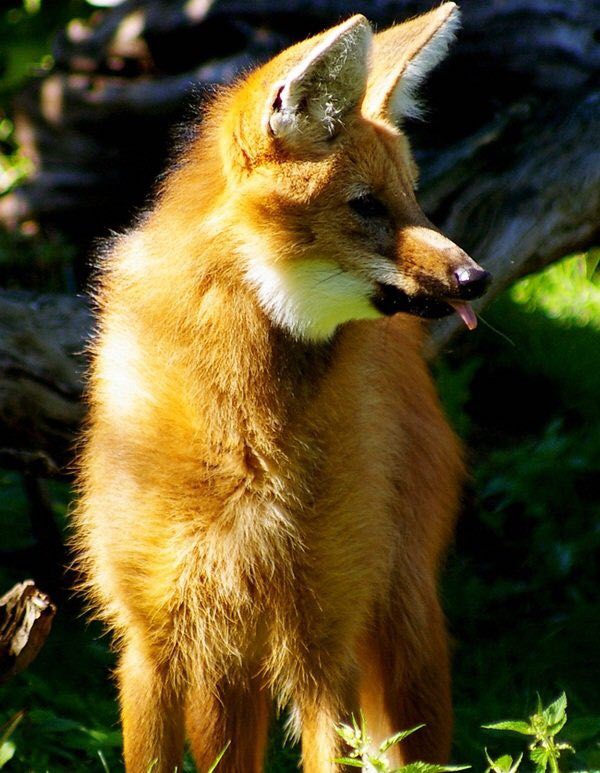Picture of a maned wolf