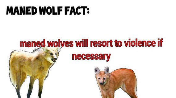 Picture of a maned wolf