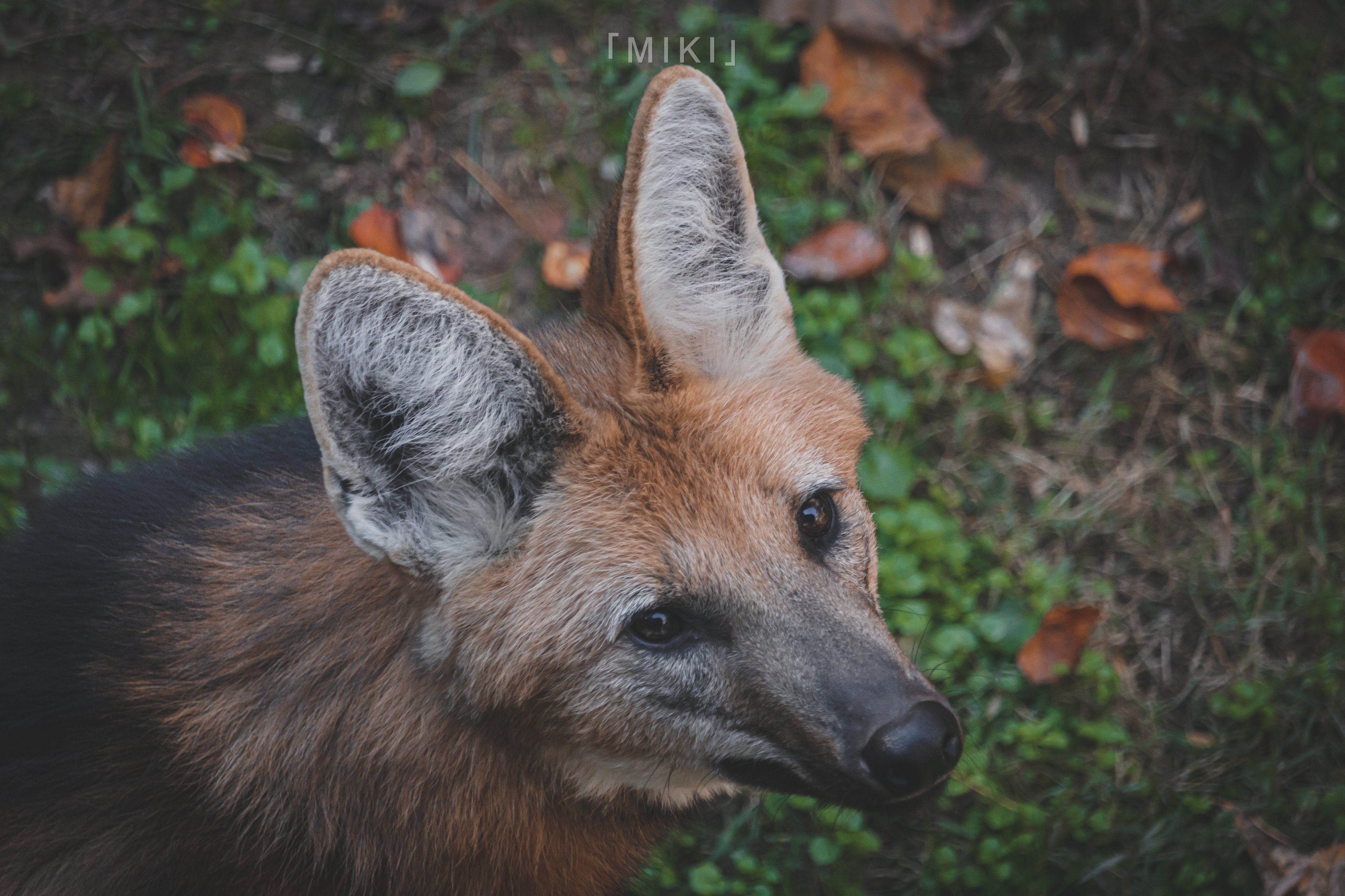 Picture of a maned wolf
