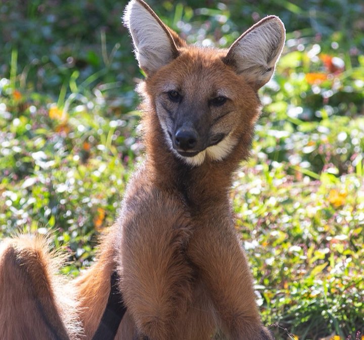 Picture of a maned wolf