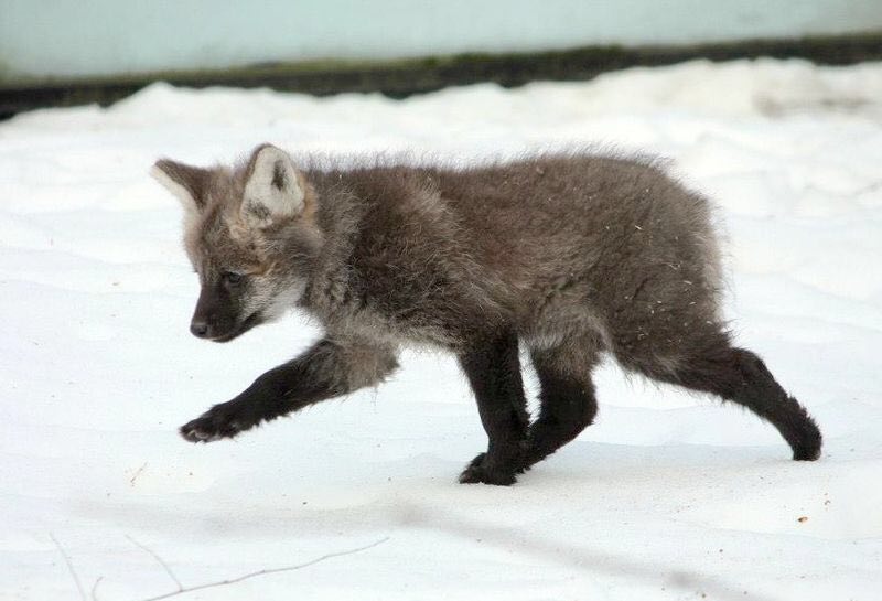 Picture of a maned wolf