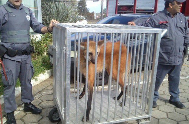 Picture of a maned wolf