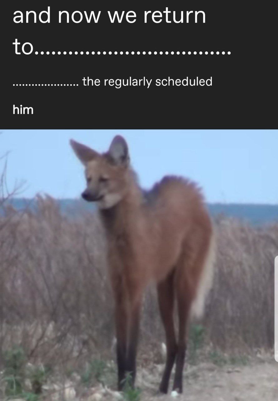 Picture of a maned wolf