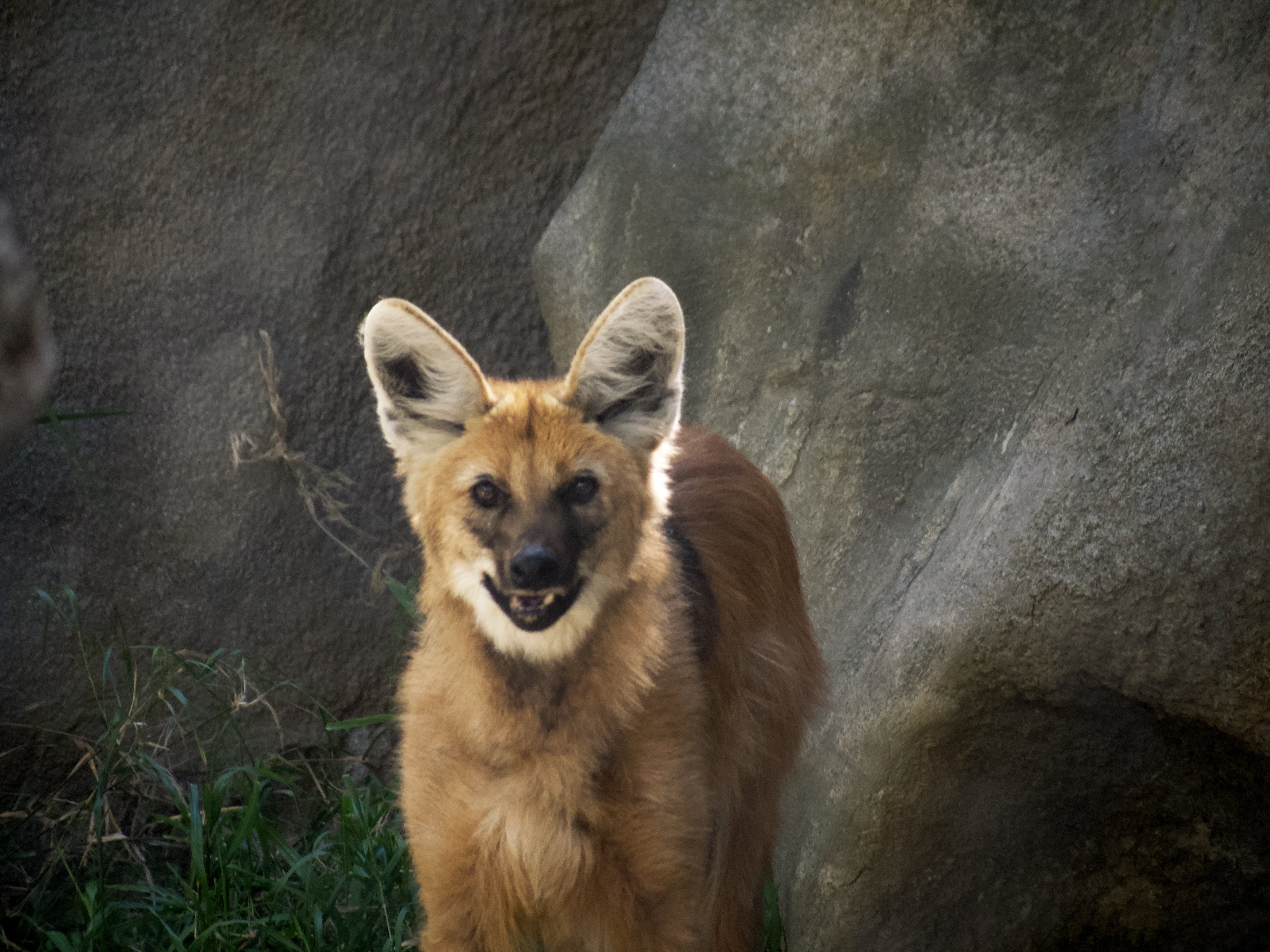 Picture of a maned wolf