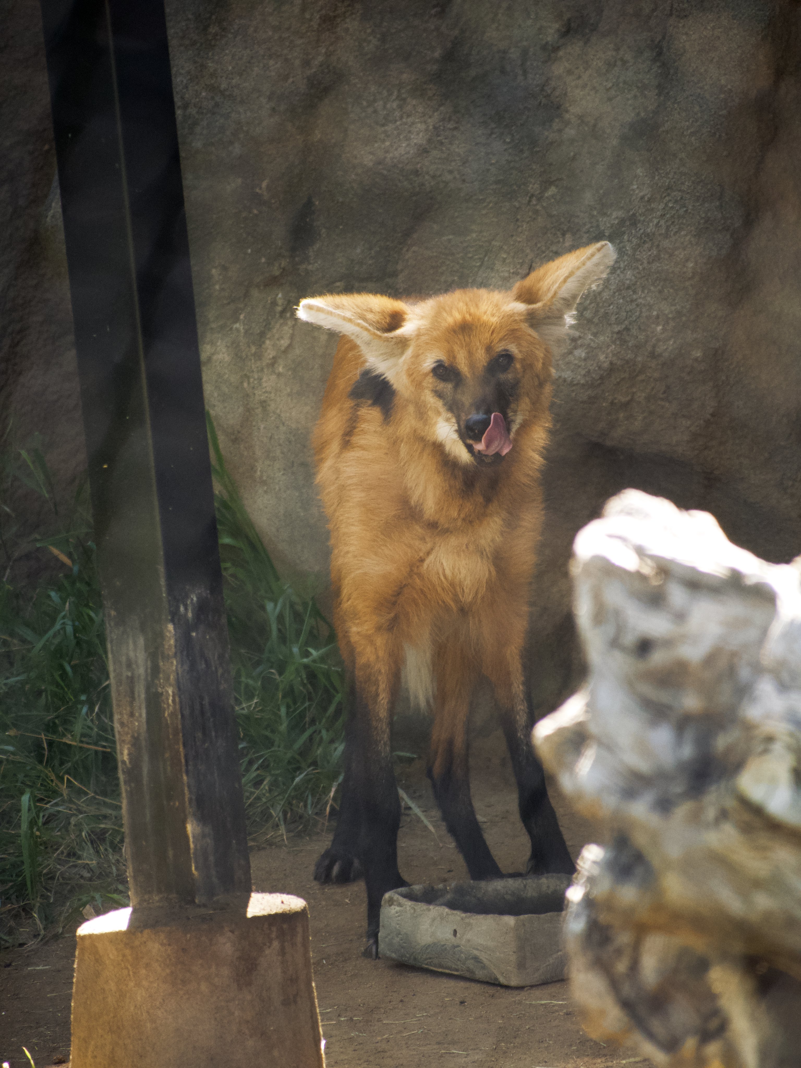 Picture of a maned wolf