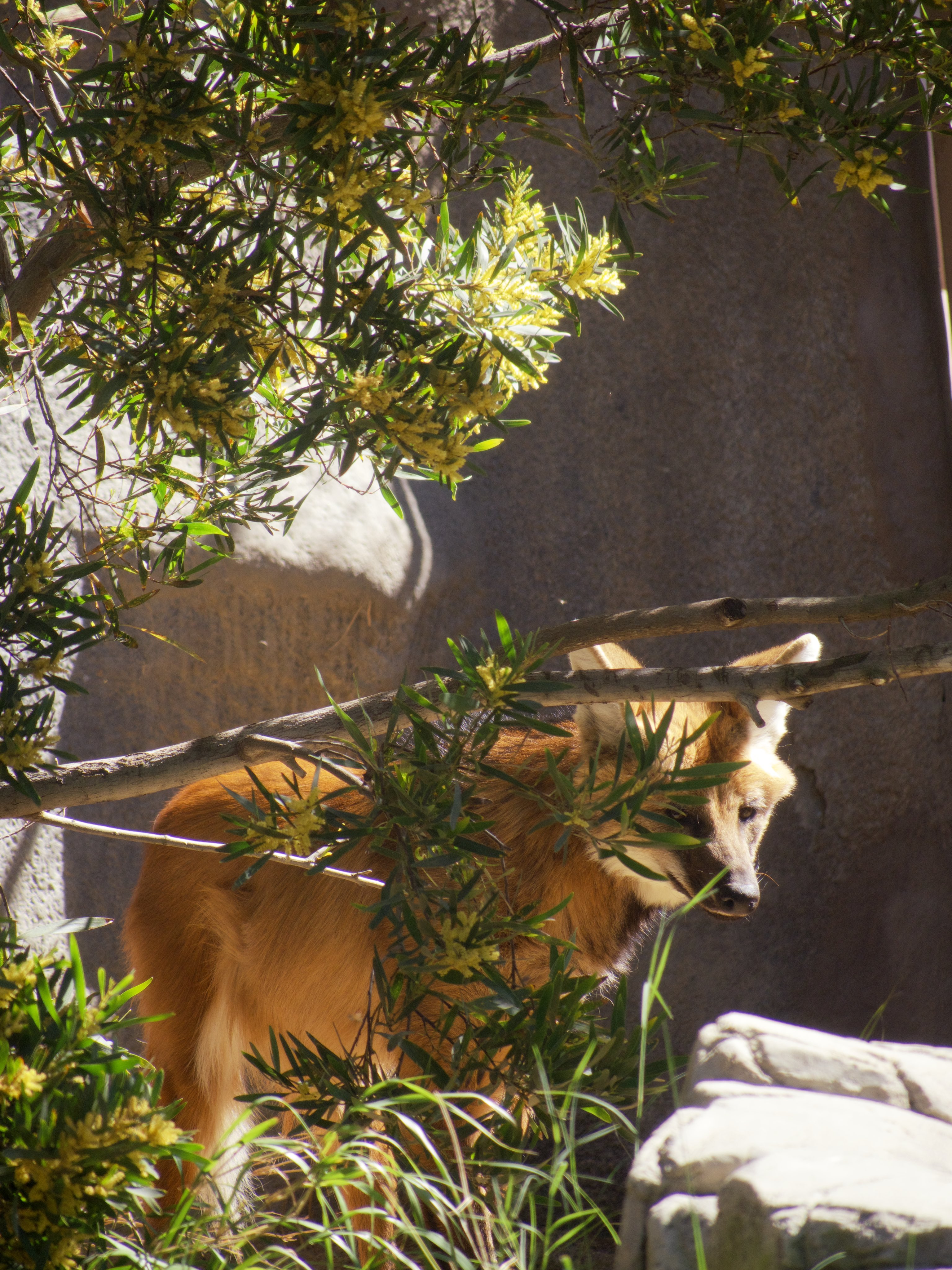 Picture of a maned wolf