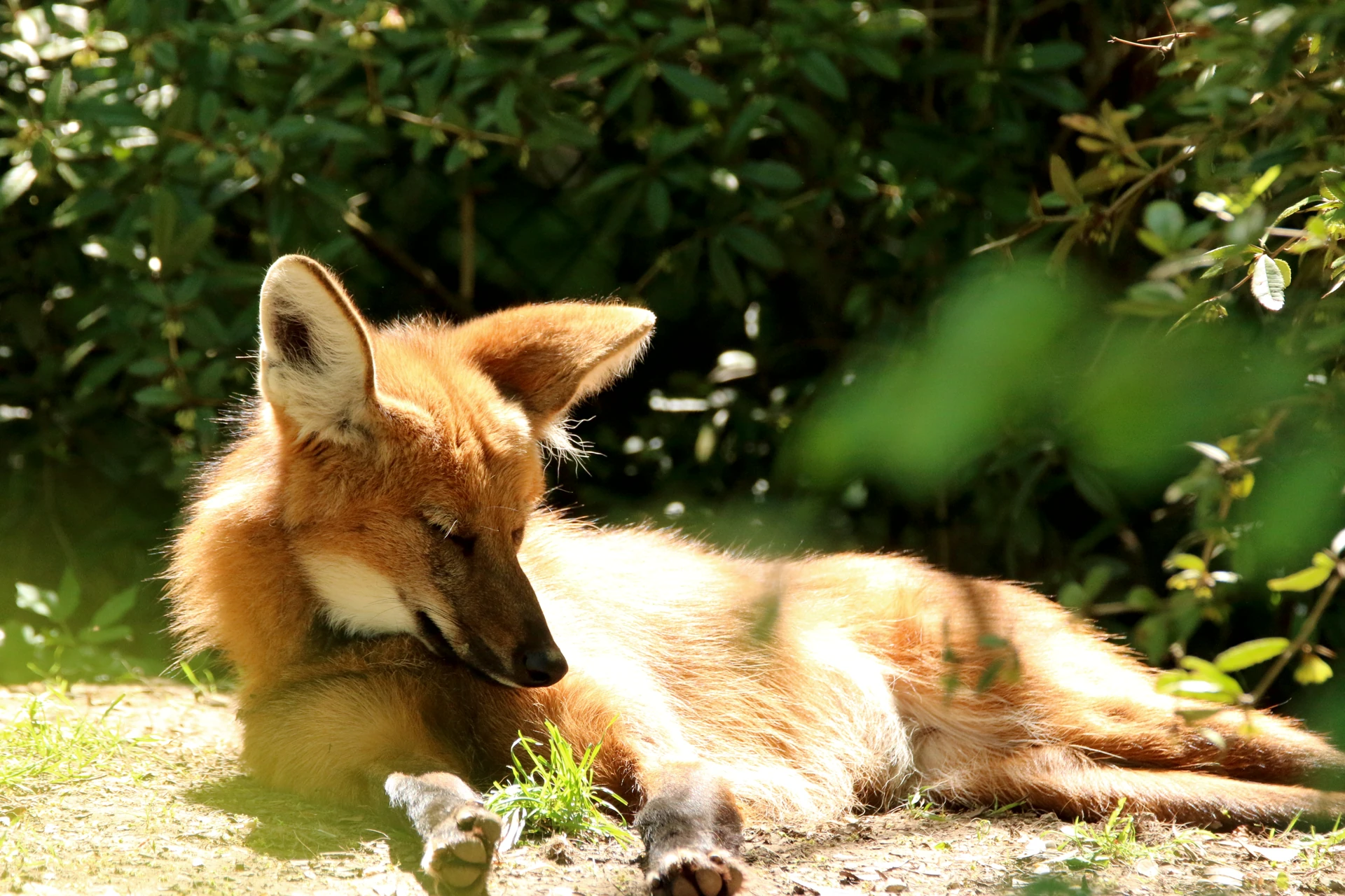 Picture of a maned wolf
