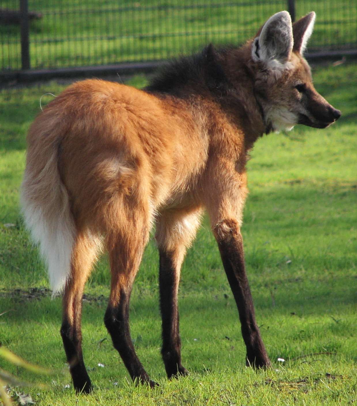 Picture of a maned wolf