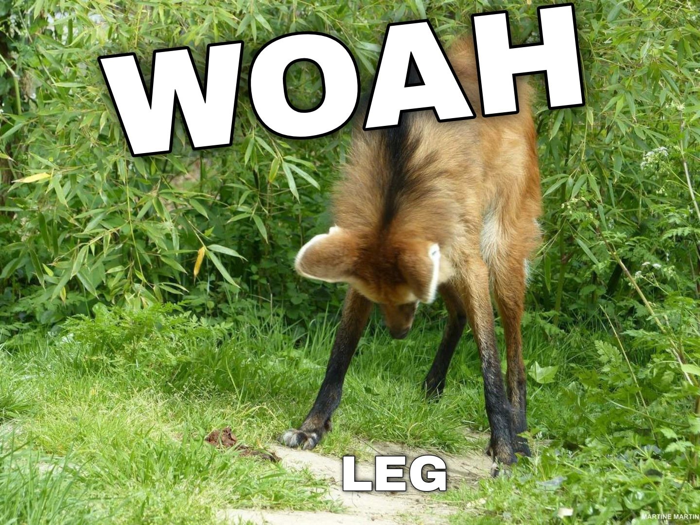 Picture of a maned wolf