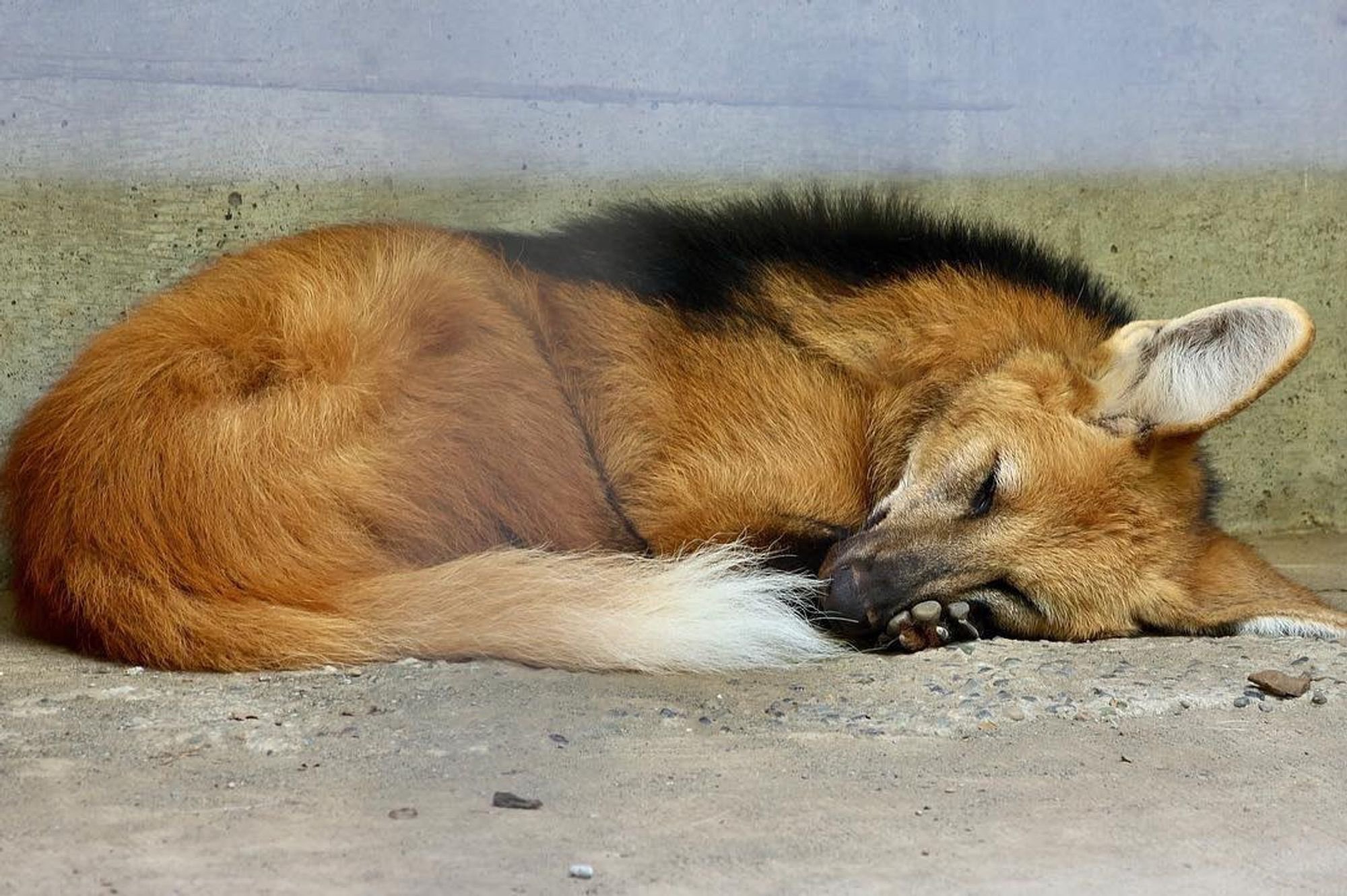 Picture of a maned wolf