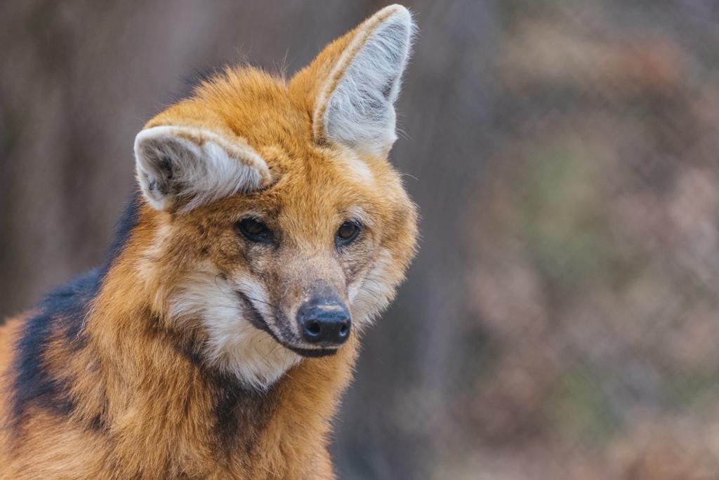 Picture of a maned wolf