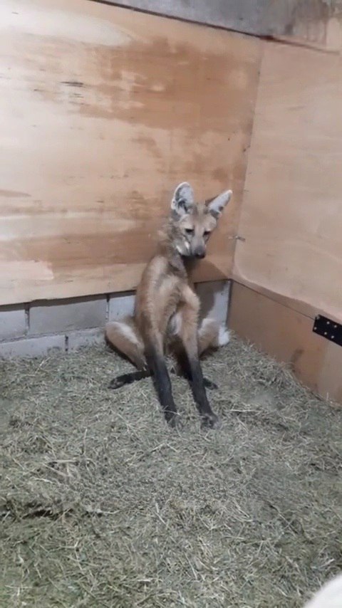 Picture of a maned wolf