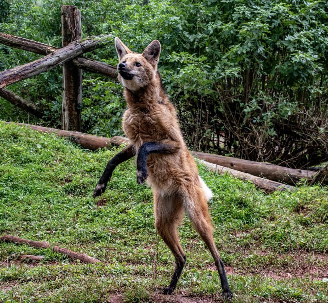 Picture of a maned wolf