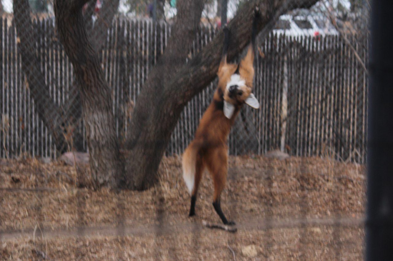 Picture of a maned wolf