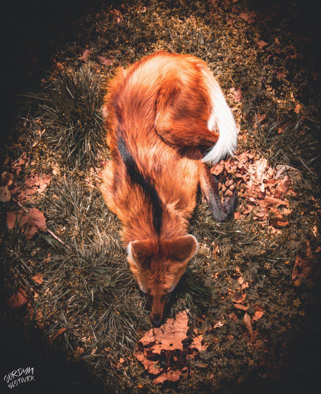 Picture of a maned wolf