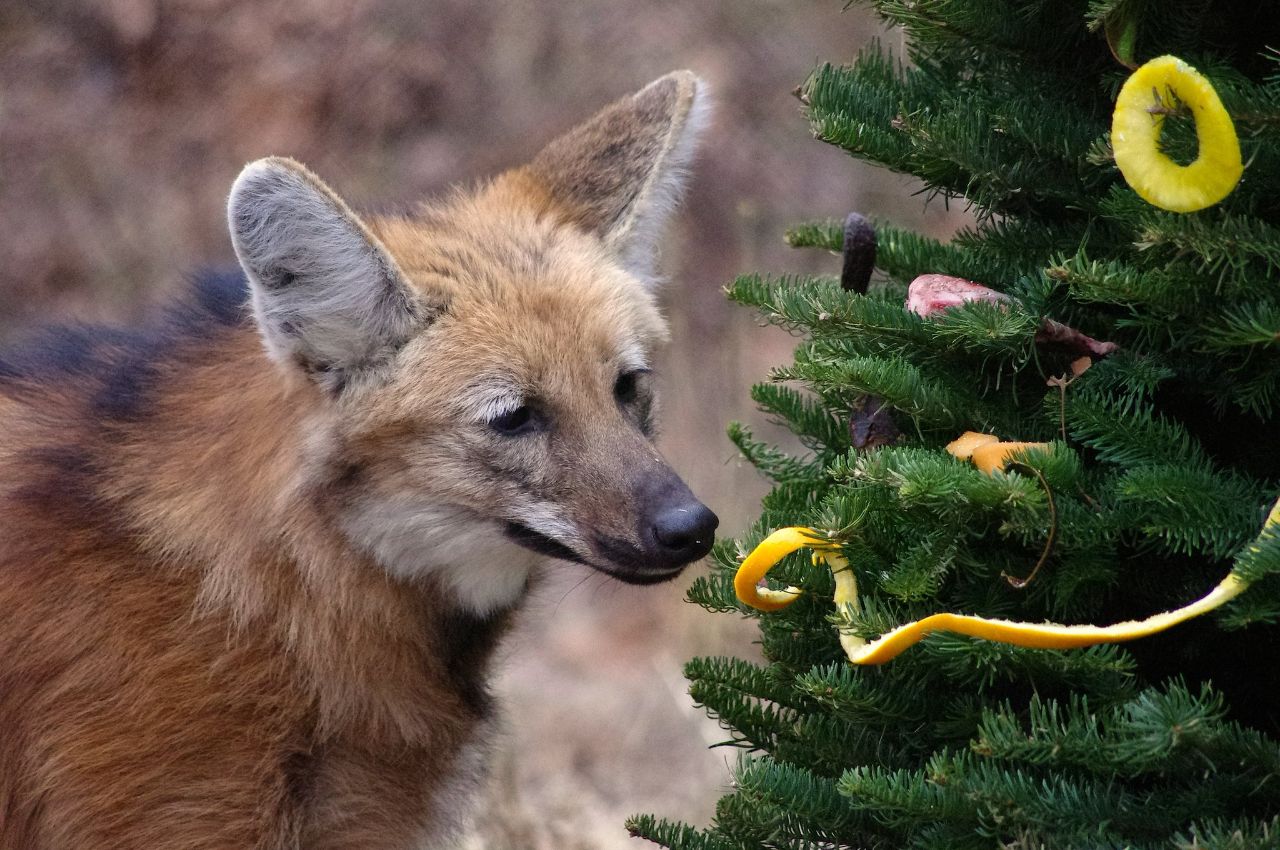 Picture of a maned wolf