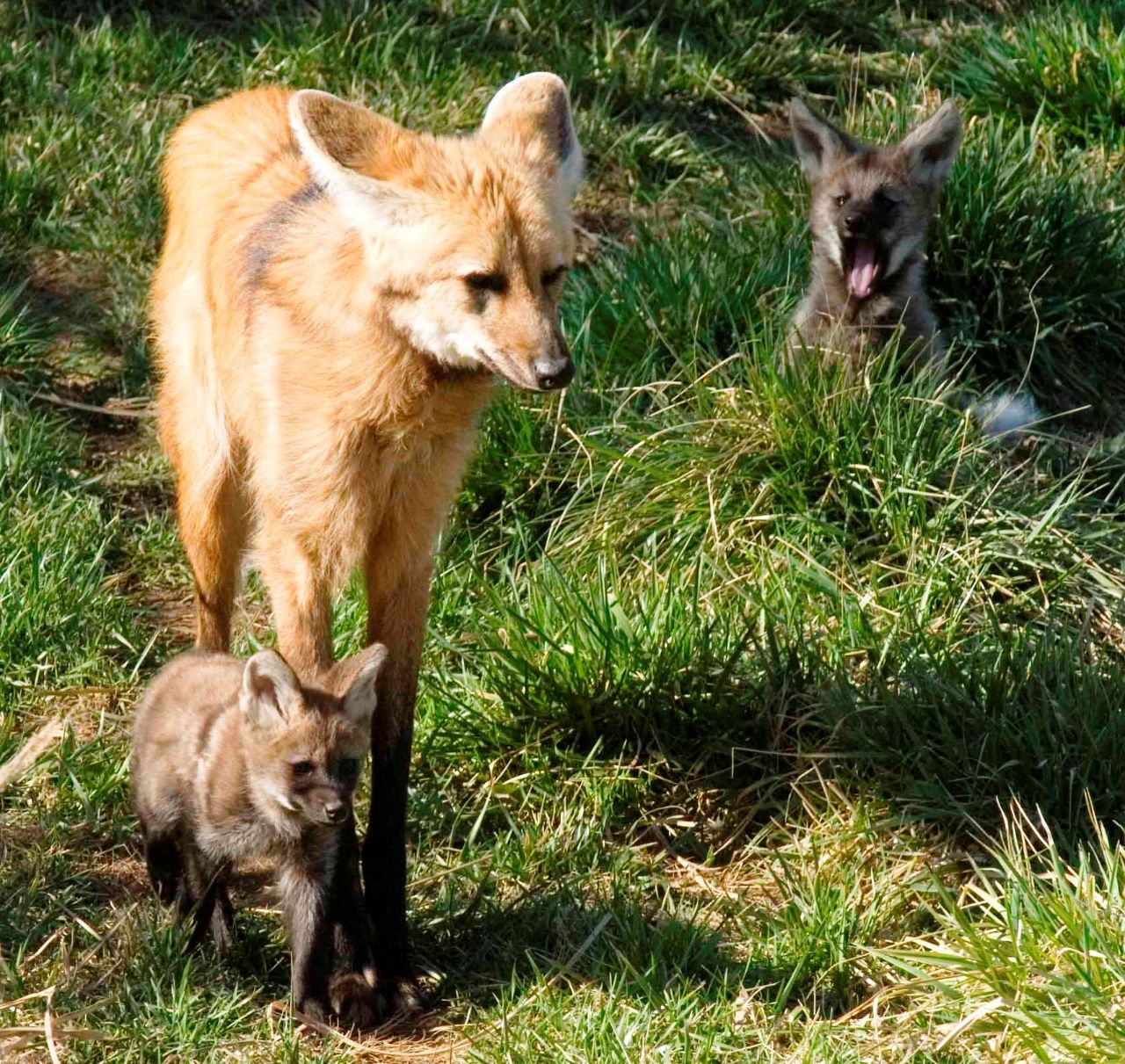 Picture of a maned wolf