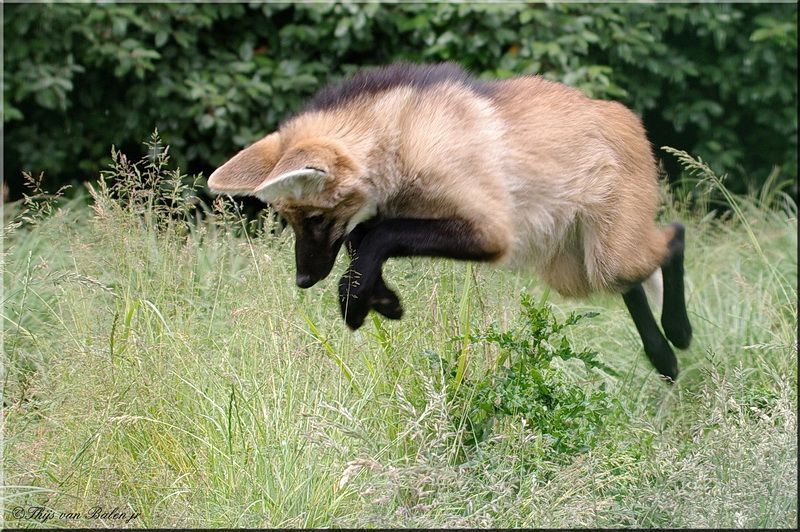 Picture of a maned wolf