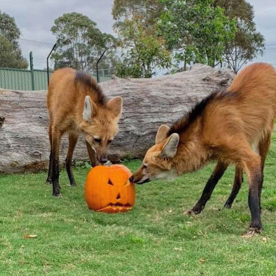 Picture of a maned wolf