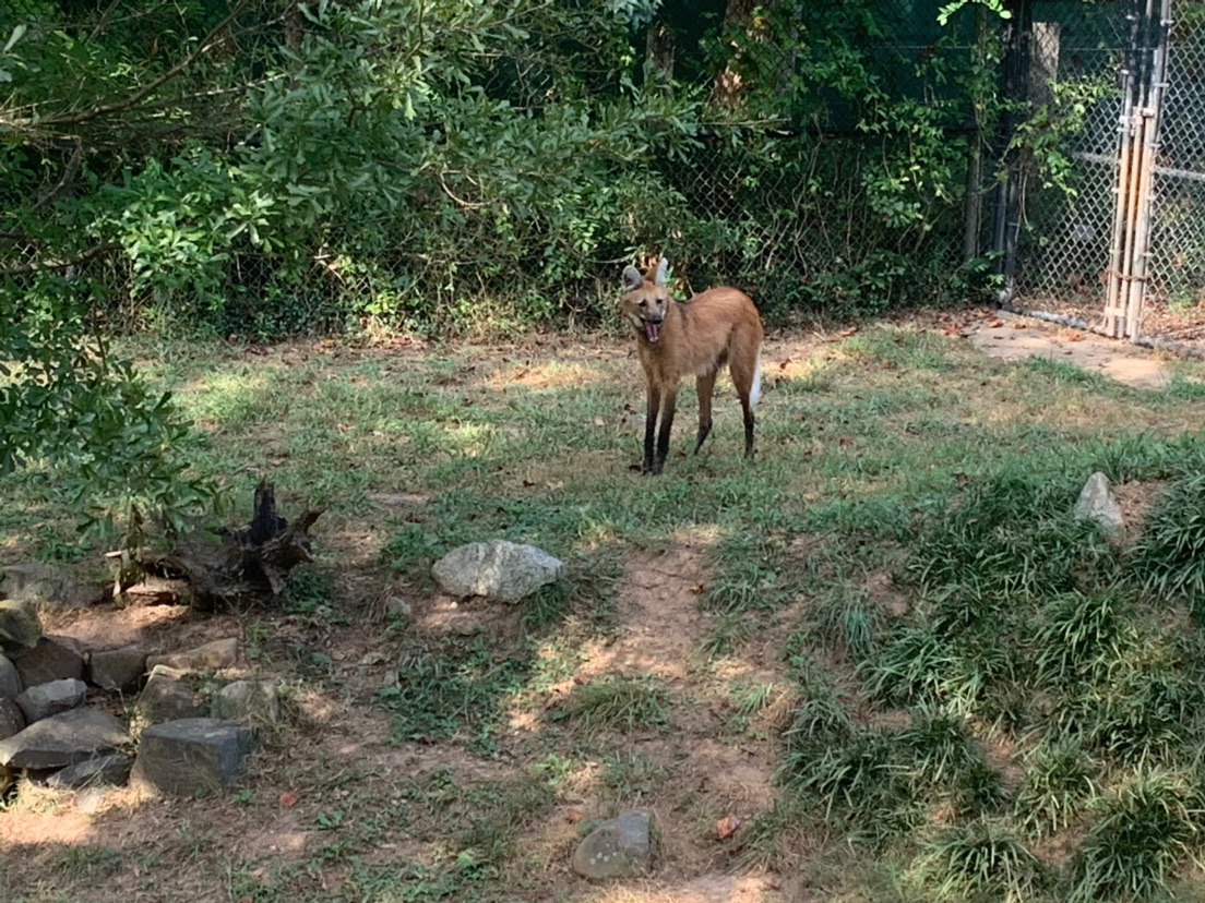Picture of a maned wolf