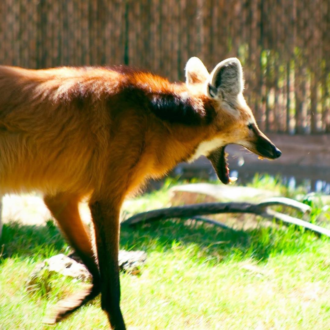 Picture of a maned wolf