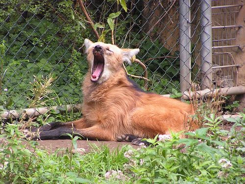 Picture of a maned wolf