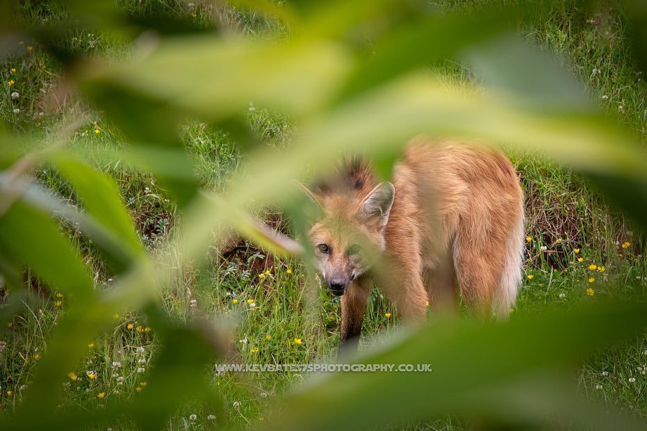 Picture of a maned wolf