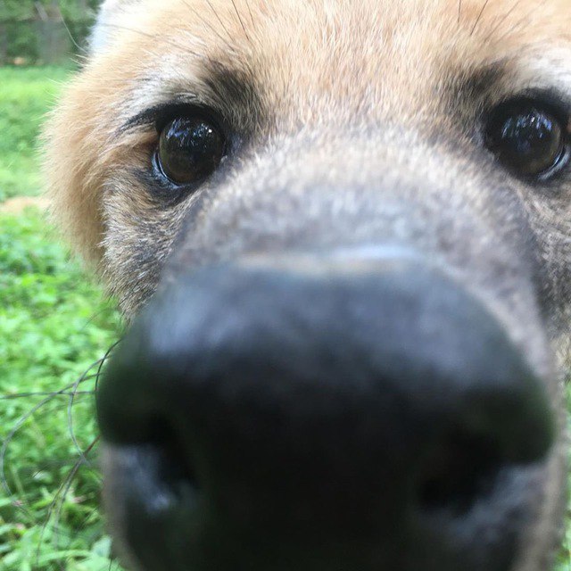 Picture of a maned wolf
