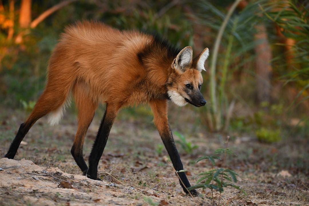 Picture of a maned wolf