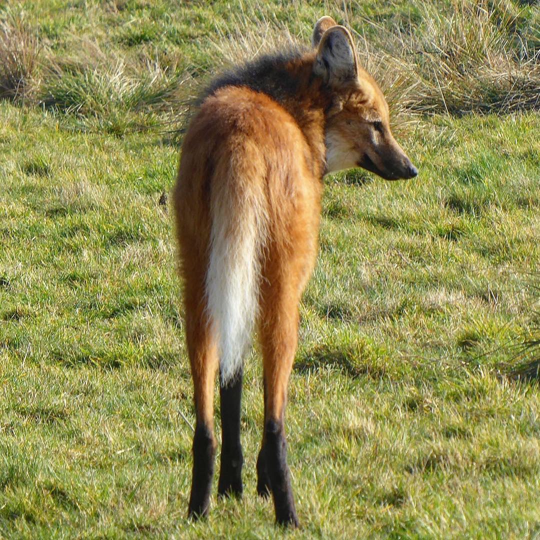 Picture of a maned wolf