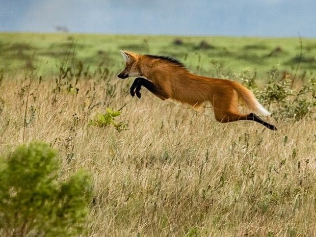 Picture of a maned wolf