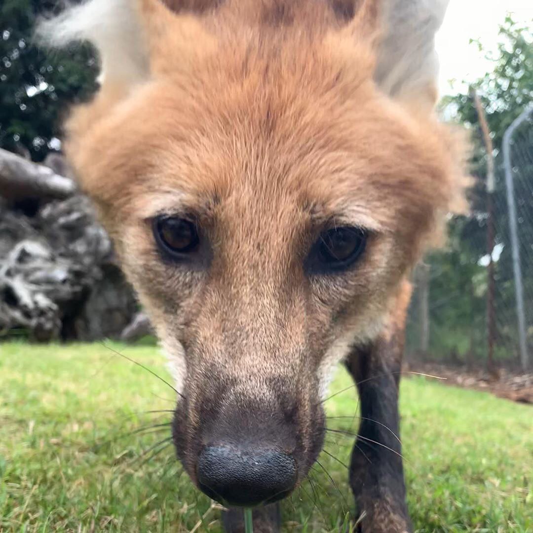 Picture of a maned wolf