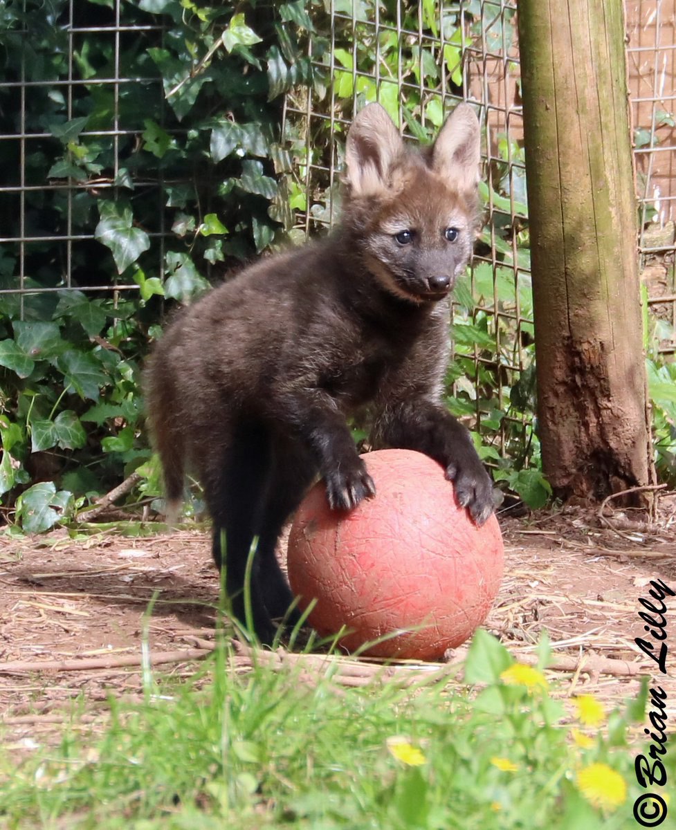 Picture of a maned wolf