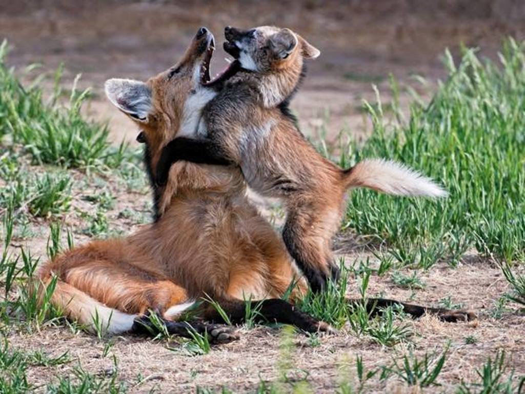 Picture of a maned wolf