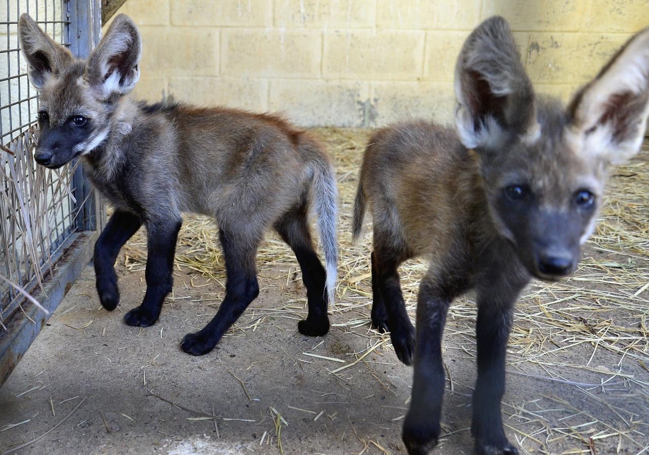 Picture of a maned wolf