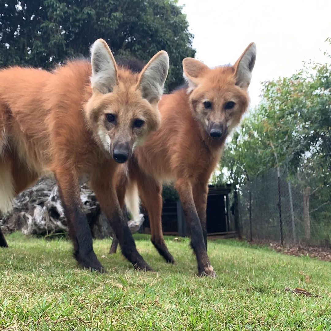 Picture of a maned wolf