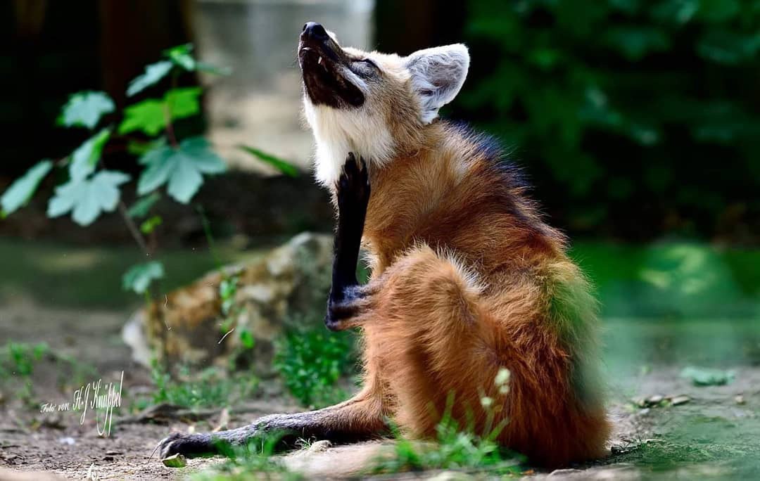 Picture of a maned wolf