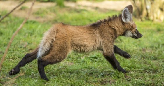 Picture of a maned wolf
