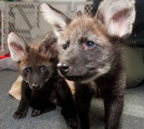Picture of a maned wolf