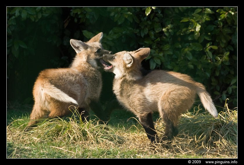 Picture of a maned wolf